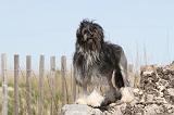 PETIT CHIEN LION 059